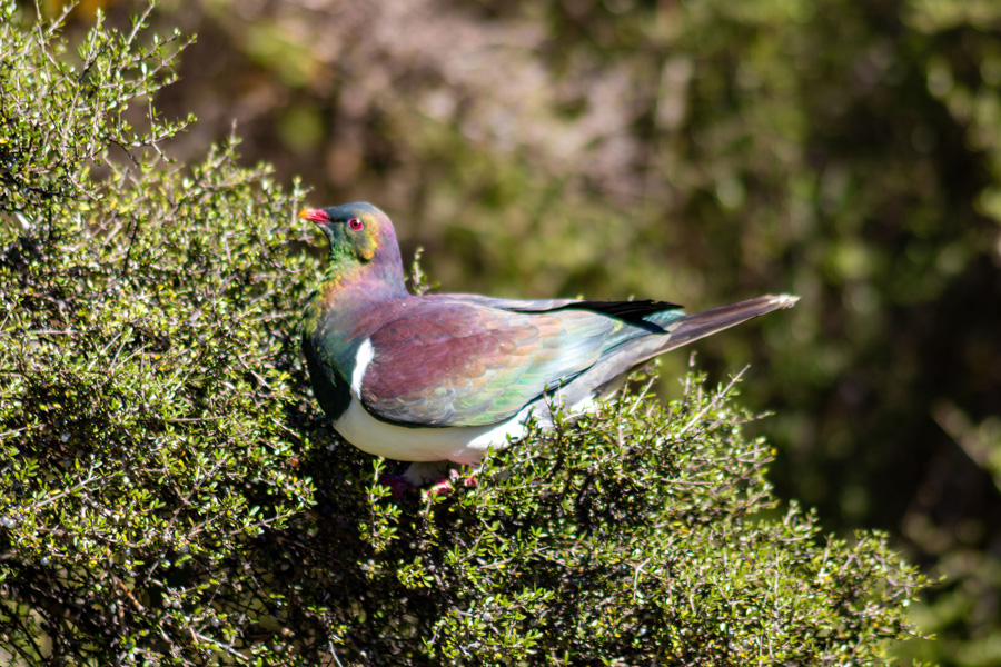 Westcoast Wilderness 02