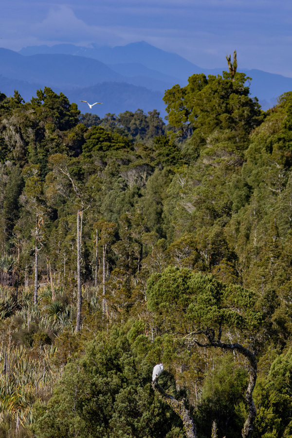 Westcoast Wilderness 04