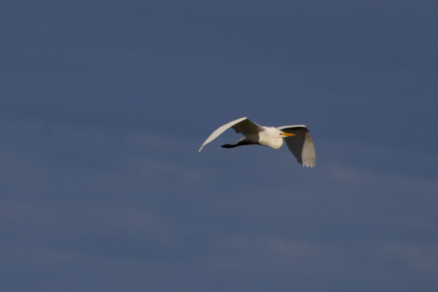 Westcoast Wilderness 05