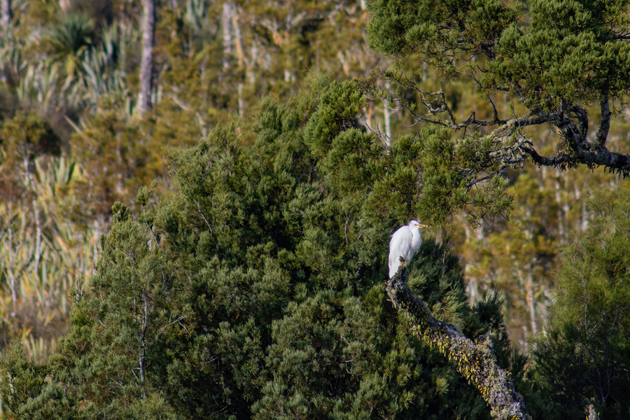 Westcoast Wilderness 06